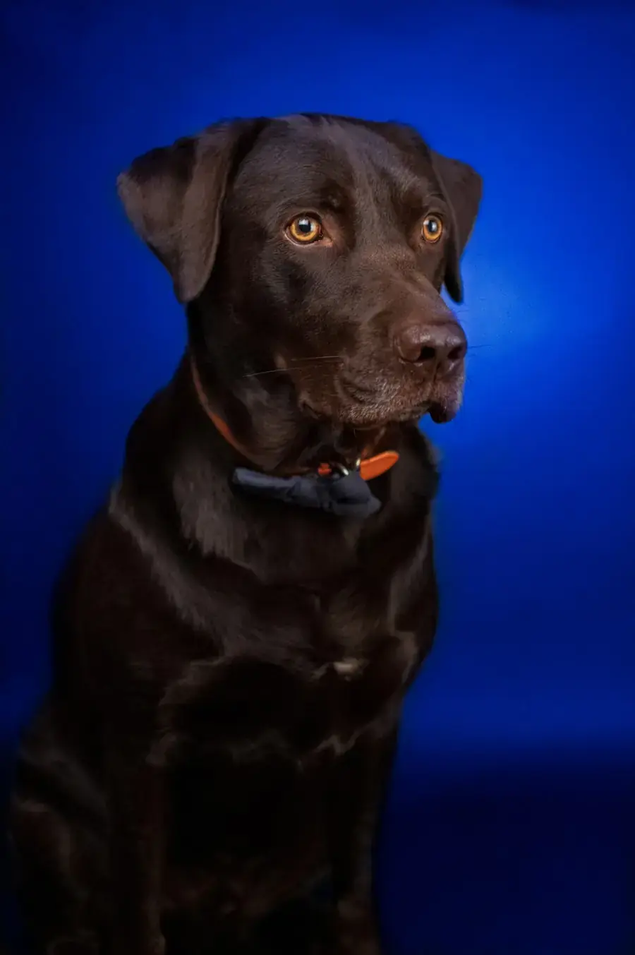 Cachorro labrador retrato