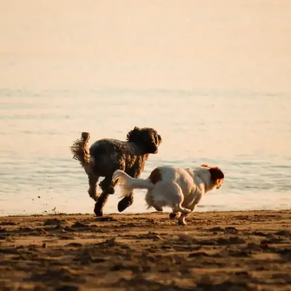 Dos perros corriendo en la playa