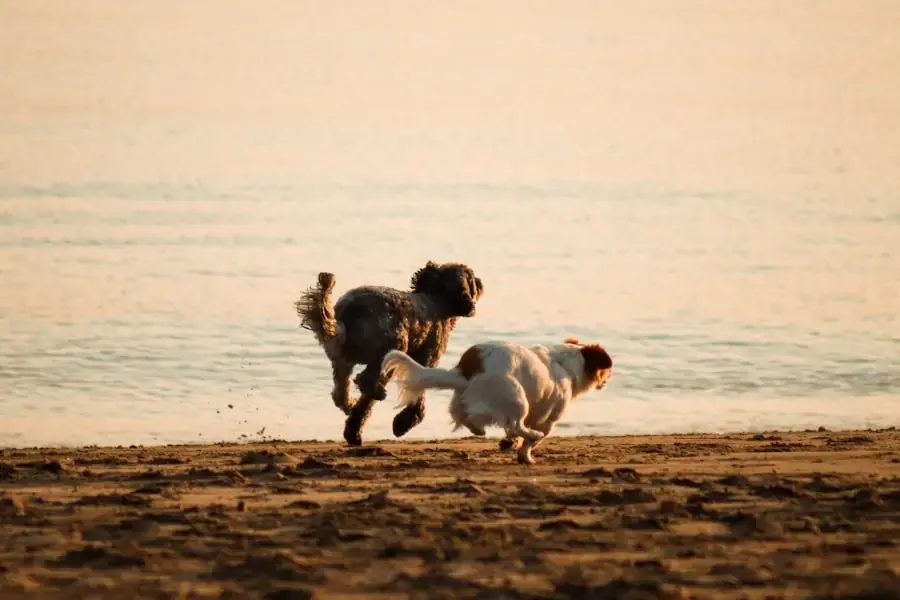 Dos perros corriendo en la playa