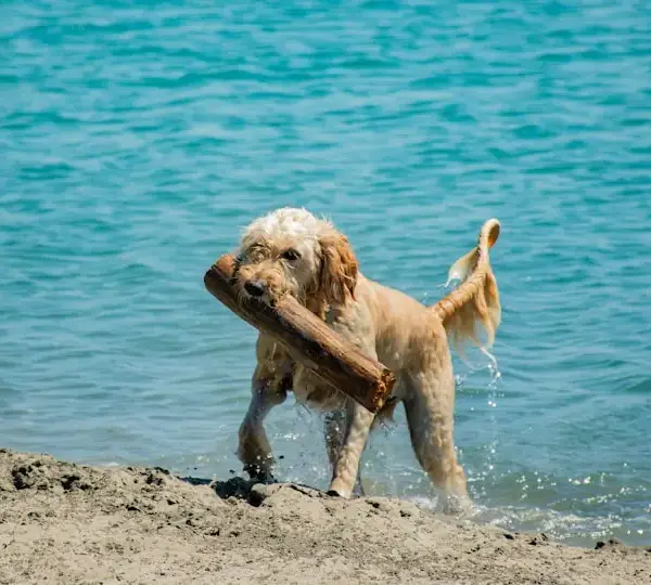 Golden retriever en la playa