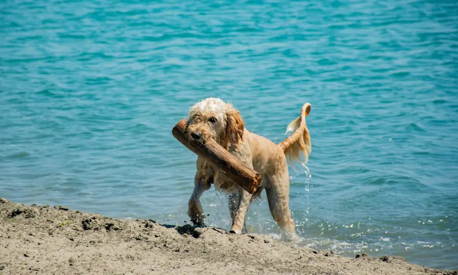 Golden retriever en la playa