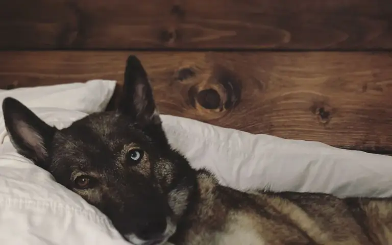 Hoteles que admiten perros en España: guía para reservar
