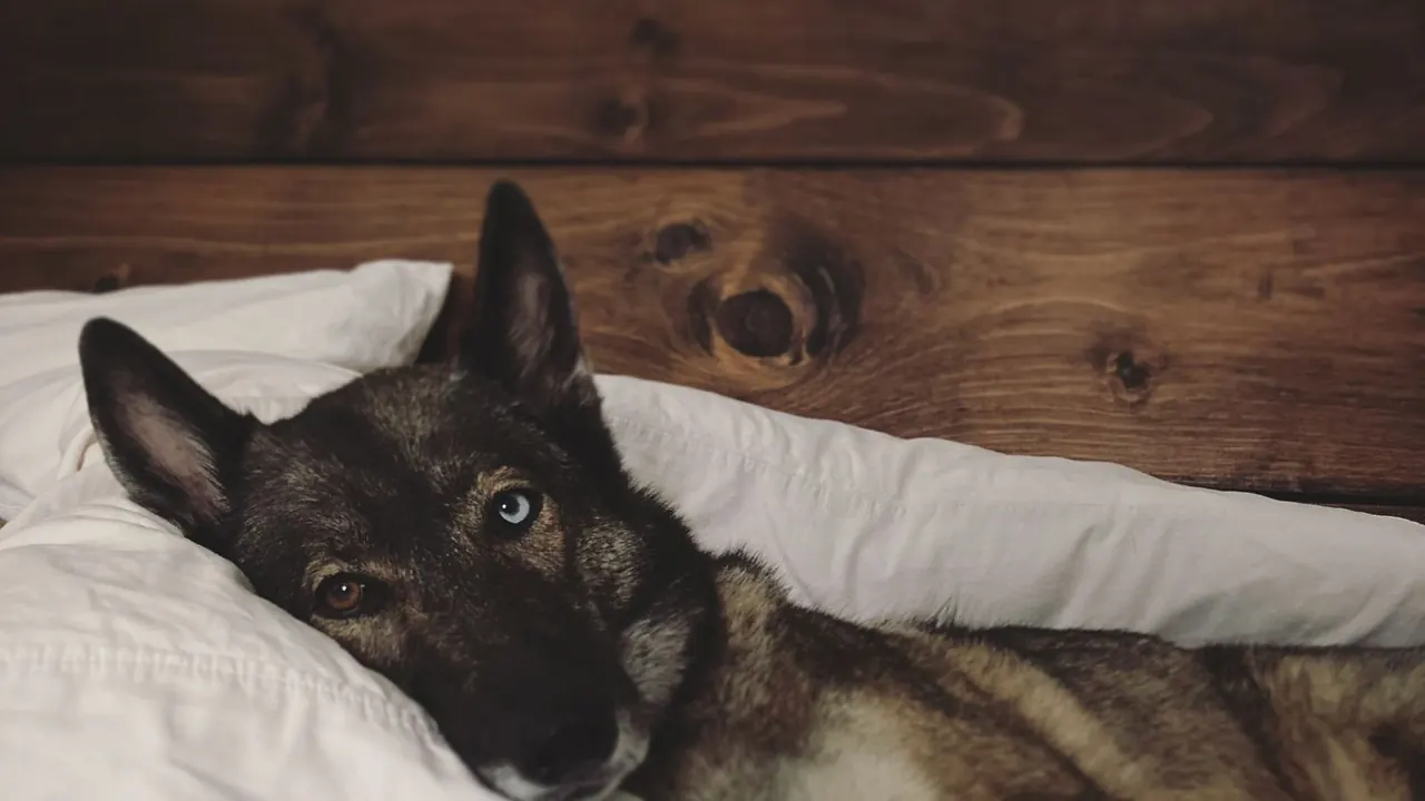 Hoteles que admiten perros en España: guía para reservar