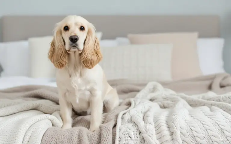 Mejores puzzles interactivos para perros 2026