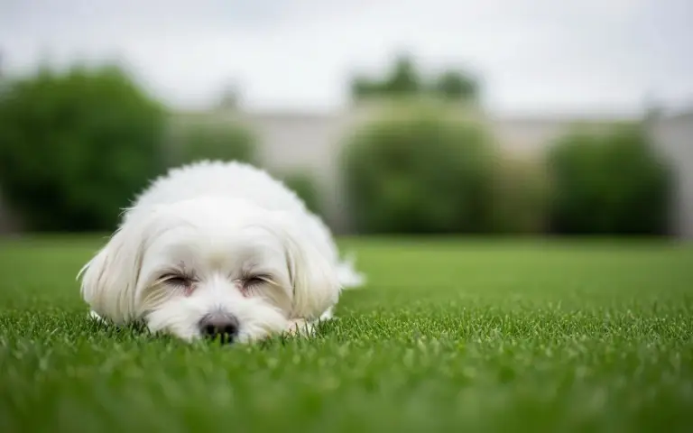 Otitis en perros: síntomas, causas y cuándo ir al veterinario