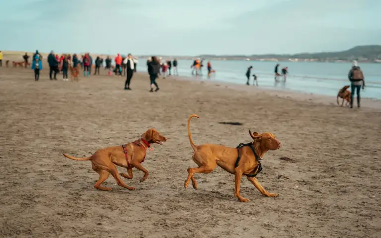 Playas para perros en Alicante: mapa y normas 2026