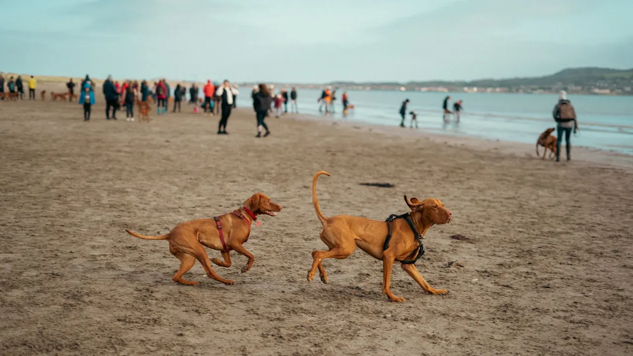 Playas para perros en Alicante: mapa y normas 2026