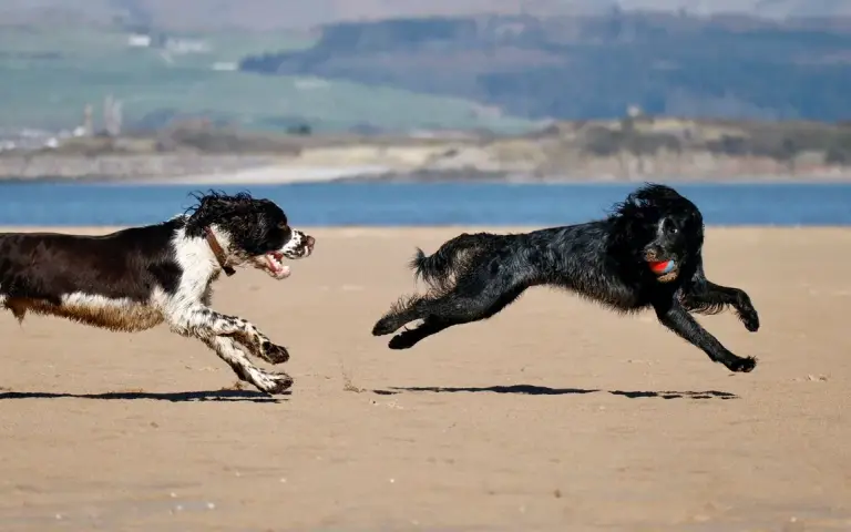 Playas para perros en Asturias: mapa y normas 2026