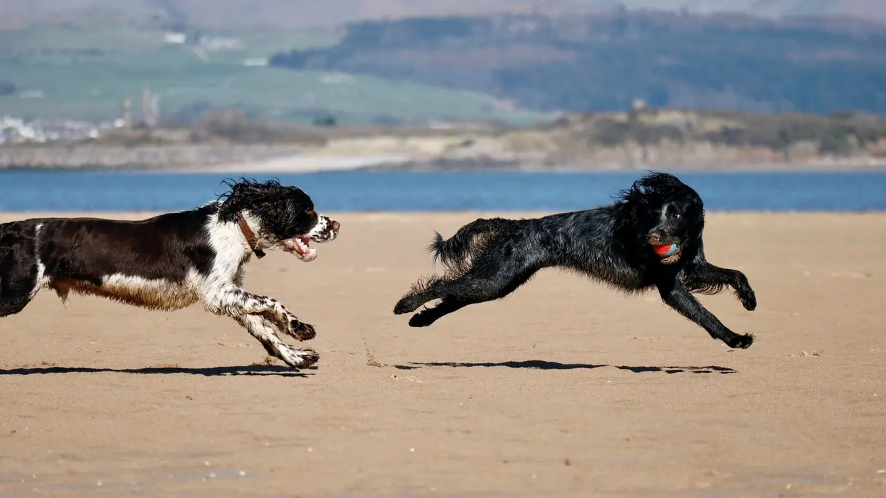 Playas para perros en Asturias: mapa y normas 2026