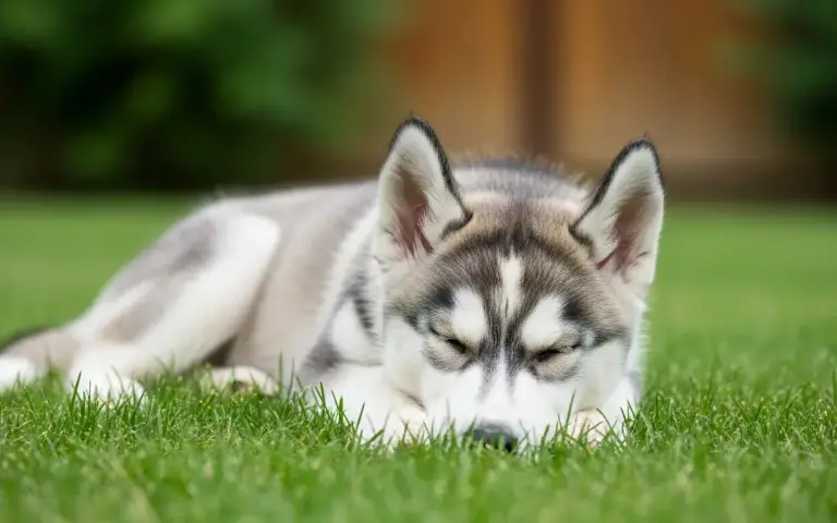 Qué frutas pueden comer los perros y cuáles evitar