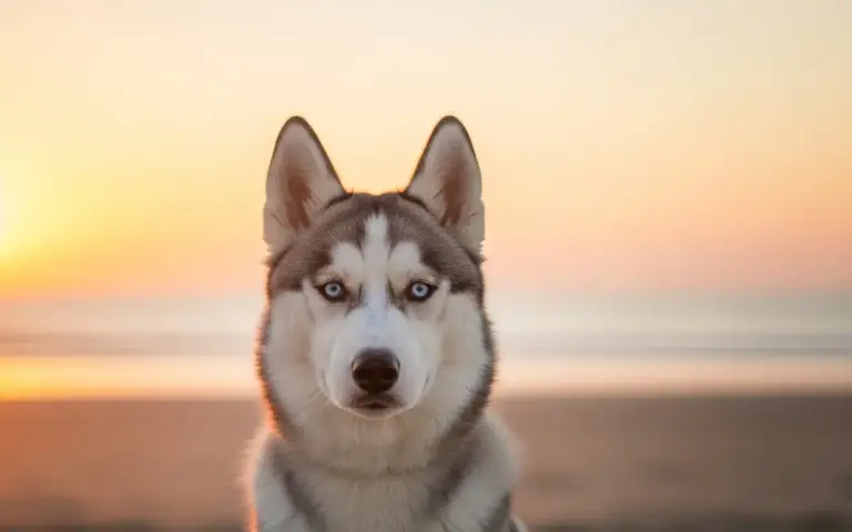 Viajar en coche con tu perro: Seguridad y consejos