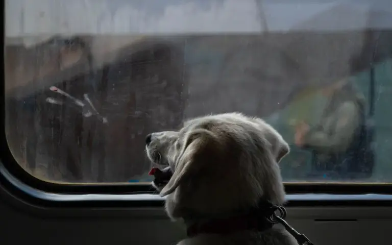 Viajar en tren con perro: normas y billetes 2026