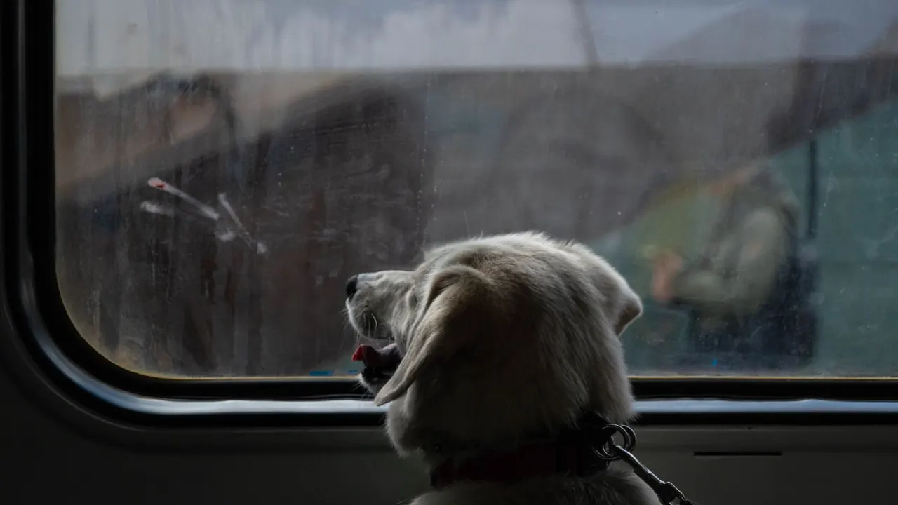 Viajar en tren con perro: normas y billetes 2026